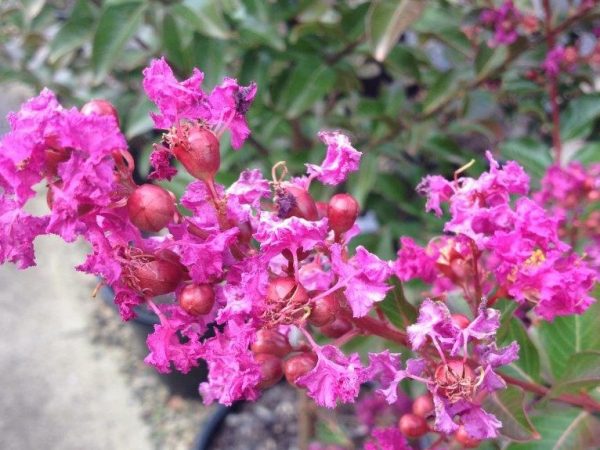 Crepe Myrtle Zuni