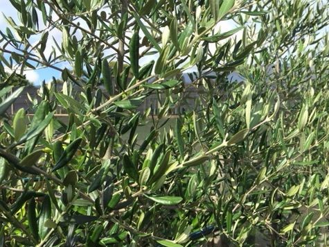 Ornamental Olive Tree