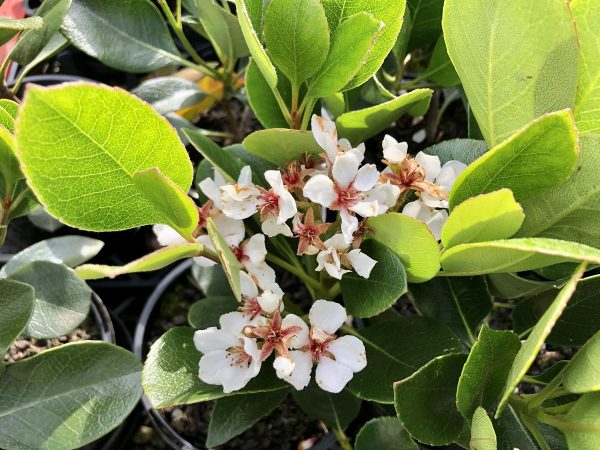 Indian Hawthorn Maximus