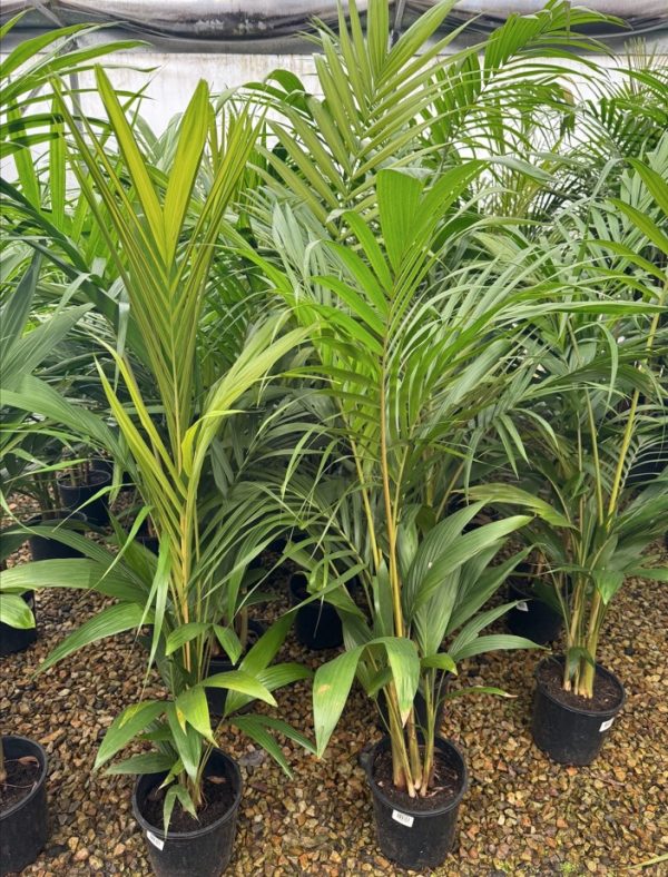 Bangalow Palm 20cm