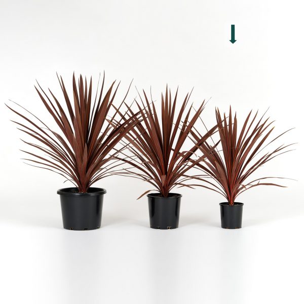 Cordyline australis Red Star 14cm