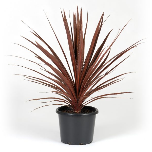 Cabbage Palm Red Star 25cm