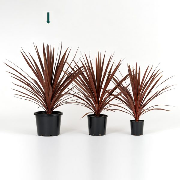 Cordyline australis Red Star 25cm