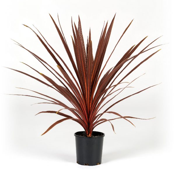 Cordyline australis Red Star