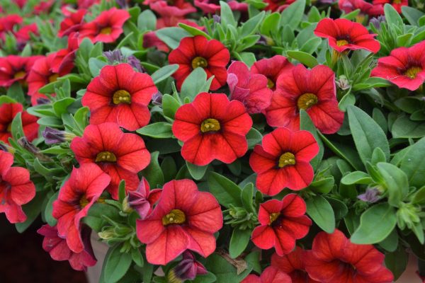 Calibrachoa Calipetite Red