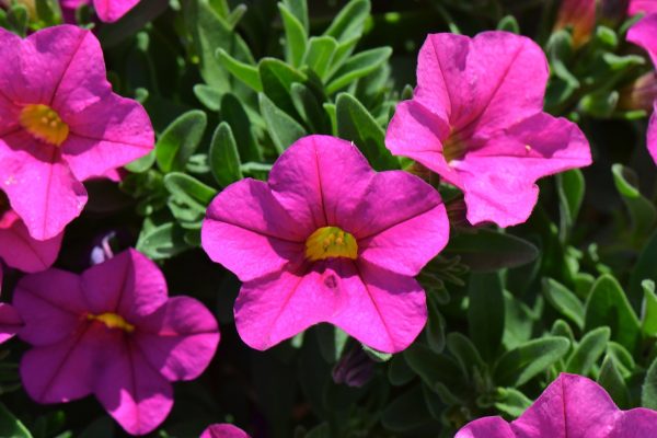 Calibrachoa Calipetite Rose