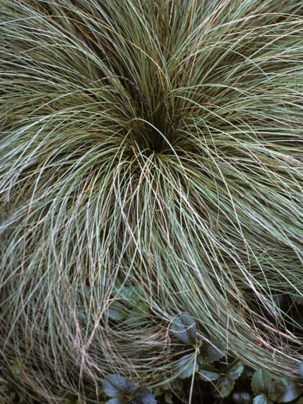 Carex Frosted Curls