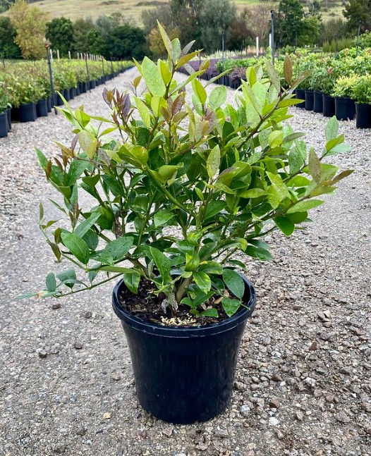 Lemonicious Lemon Tree