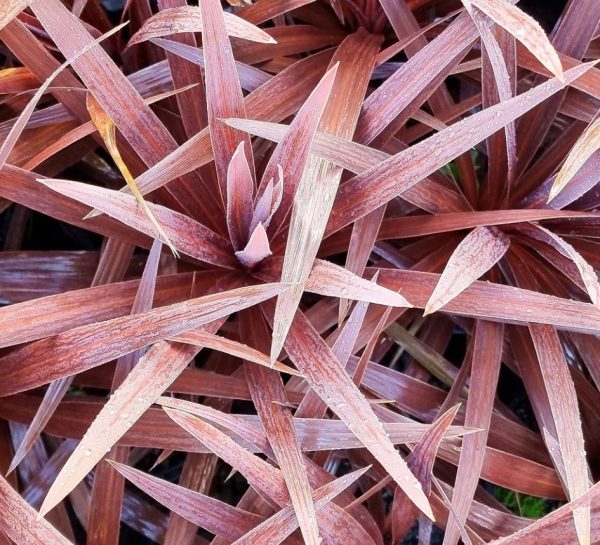 Cordyline Red Star
