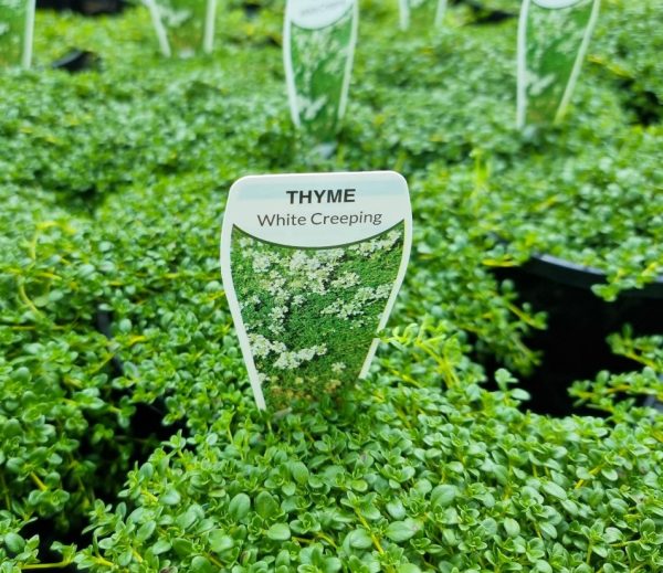 Creeping Thyme