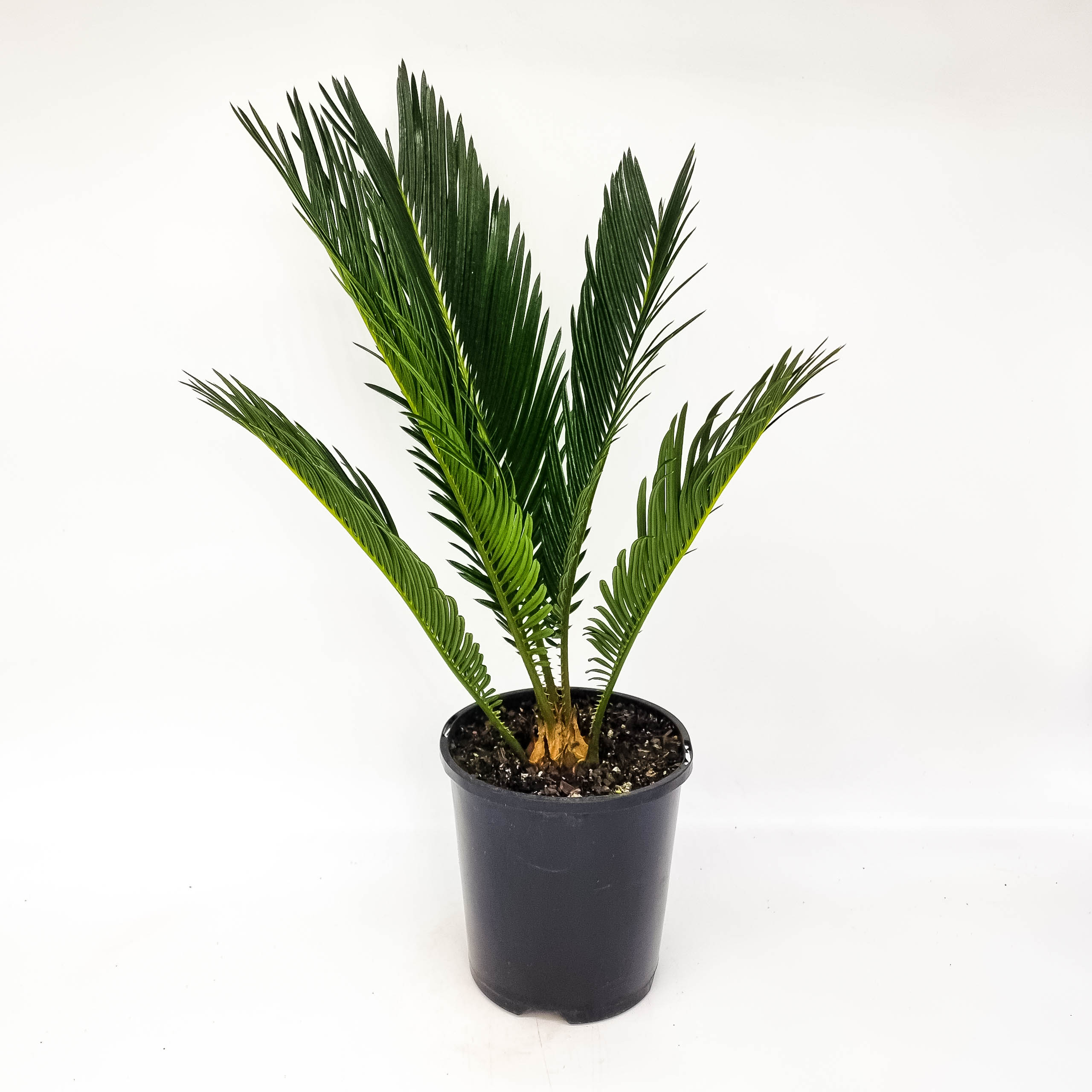 Cycad - Plants for Spaces