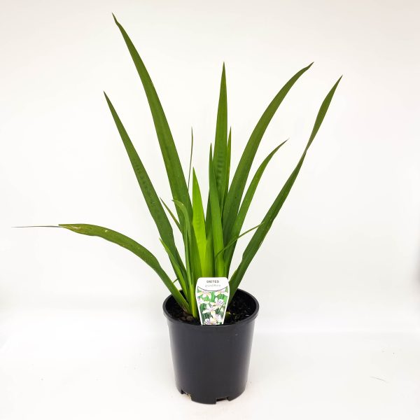 Wild Iris
