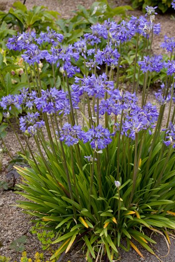 Dwarf Agapanthus Peter Pan