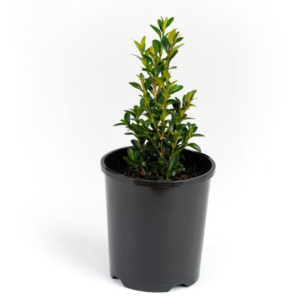 Buxus sempervirens 14cm