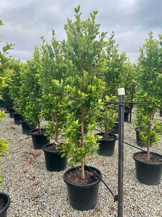 Ficus Flash