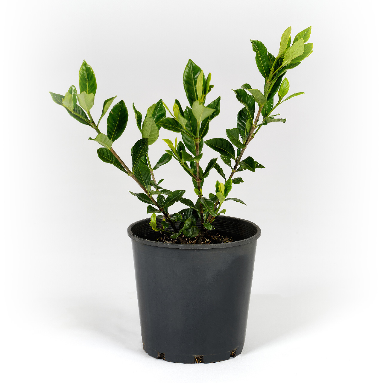 Gardenia Augusta (G. Florida) Vannucci Piante - Arbusto Sempreverde, Fiori Profumati, Da Esterno - Foto 3