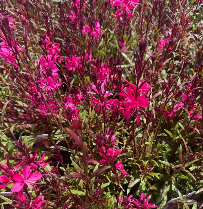 Gaura-Belleza-Dark-Pink Gaura Belleza Dark Pink Flowers