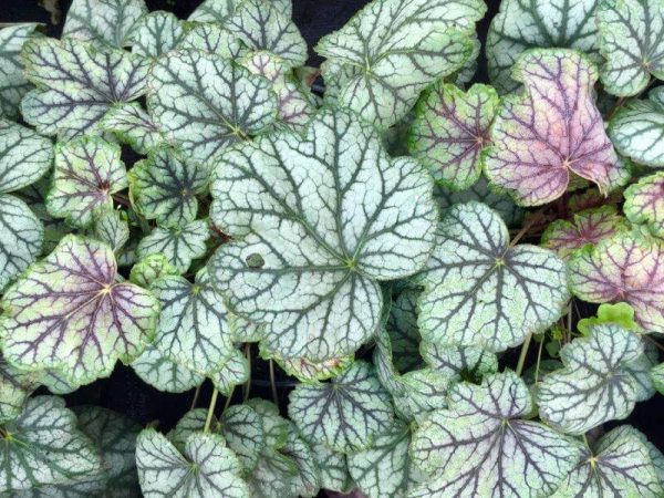 Heuchera Peppermint Spice