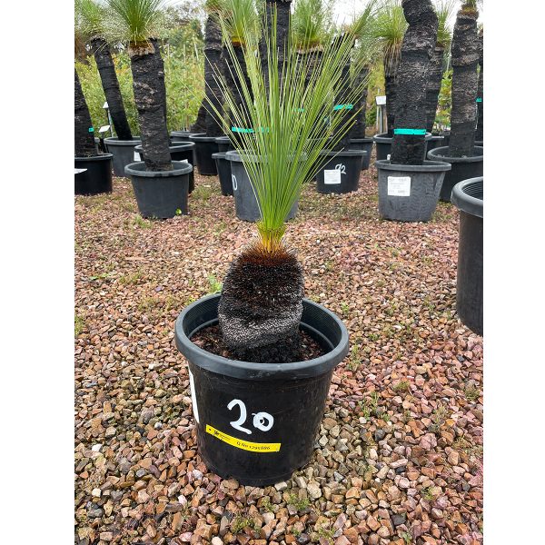 Grass Tree Plants for Spaces