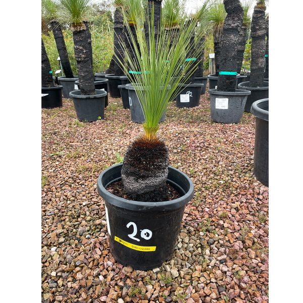 Johnsons Grass Tree 20cm