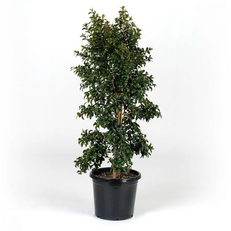 Lilly Pilly Straight and Narrow Plants for Spaces