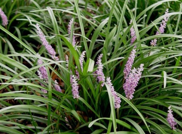 Border Grass, Liriope Samantha