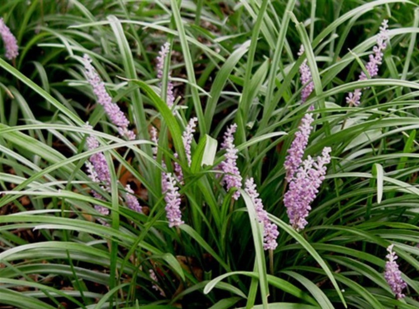 Liriope-Samantha Border Grass, Liriope Samantha
