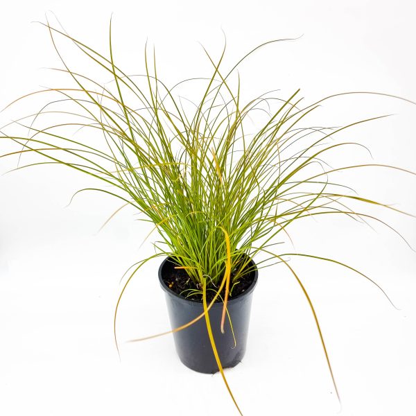 Orange Sedge