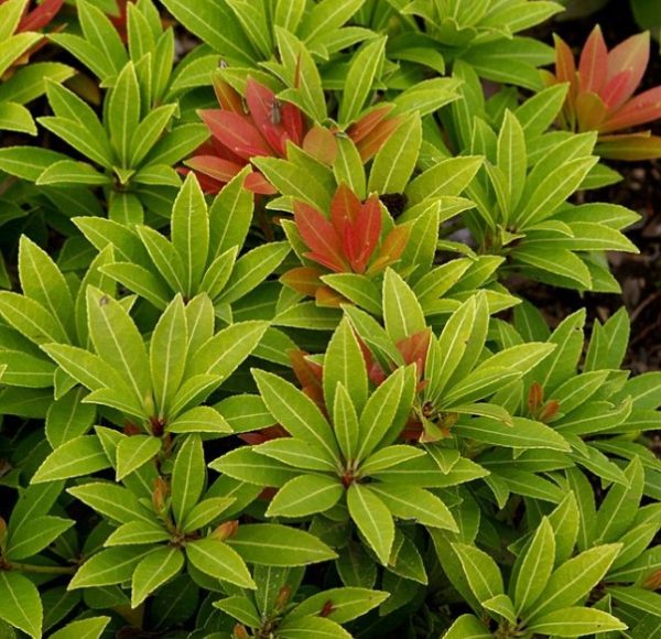 Pieris sarabande