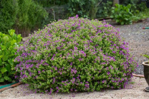 Polygala Little Poly