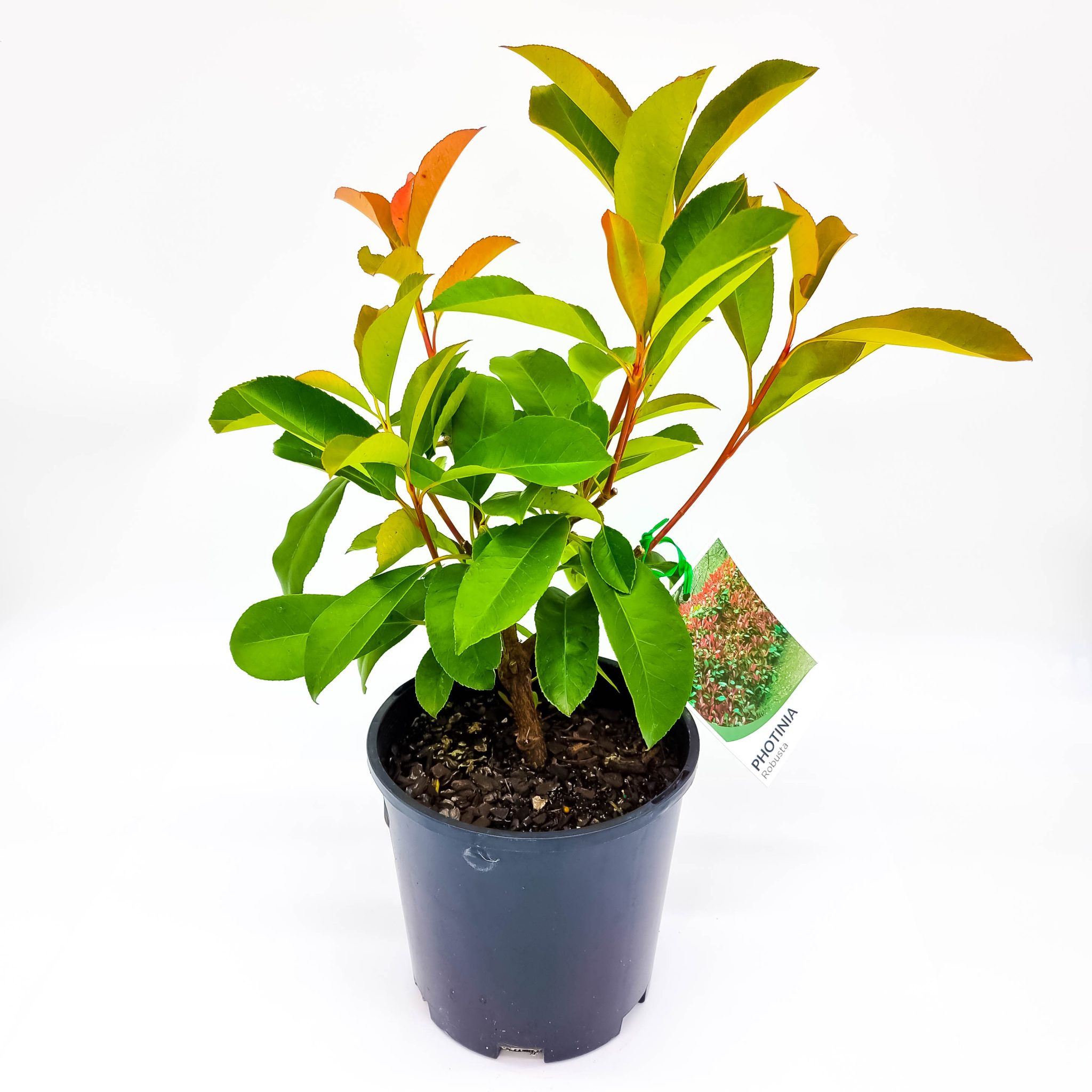 Shop Plants Online Melbourne, Screening Trees Maple Trees