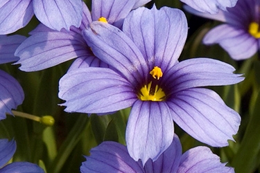 Sisyrinchium angustifolium