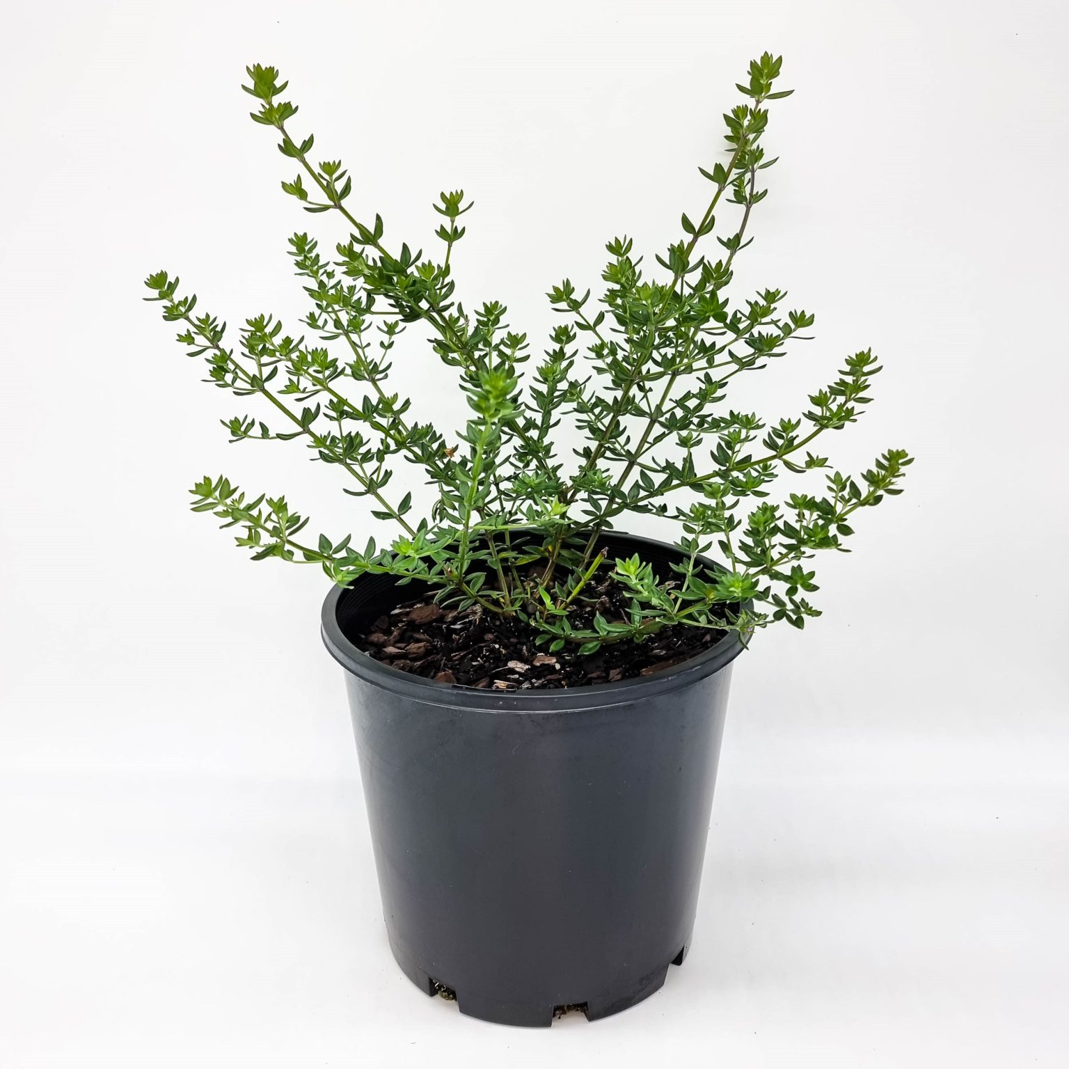 Westringia Coastal Rosemary Plants for Spaces