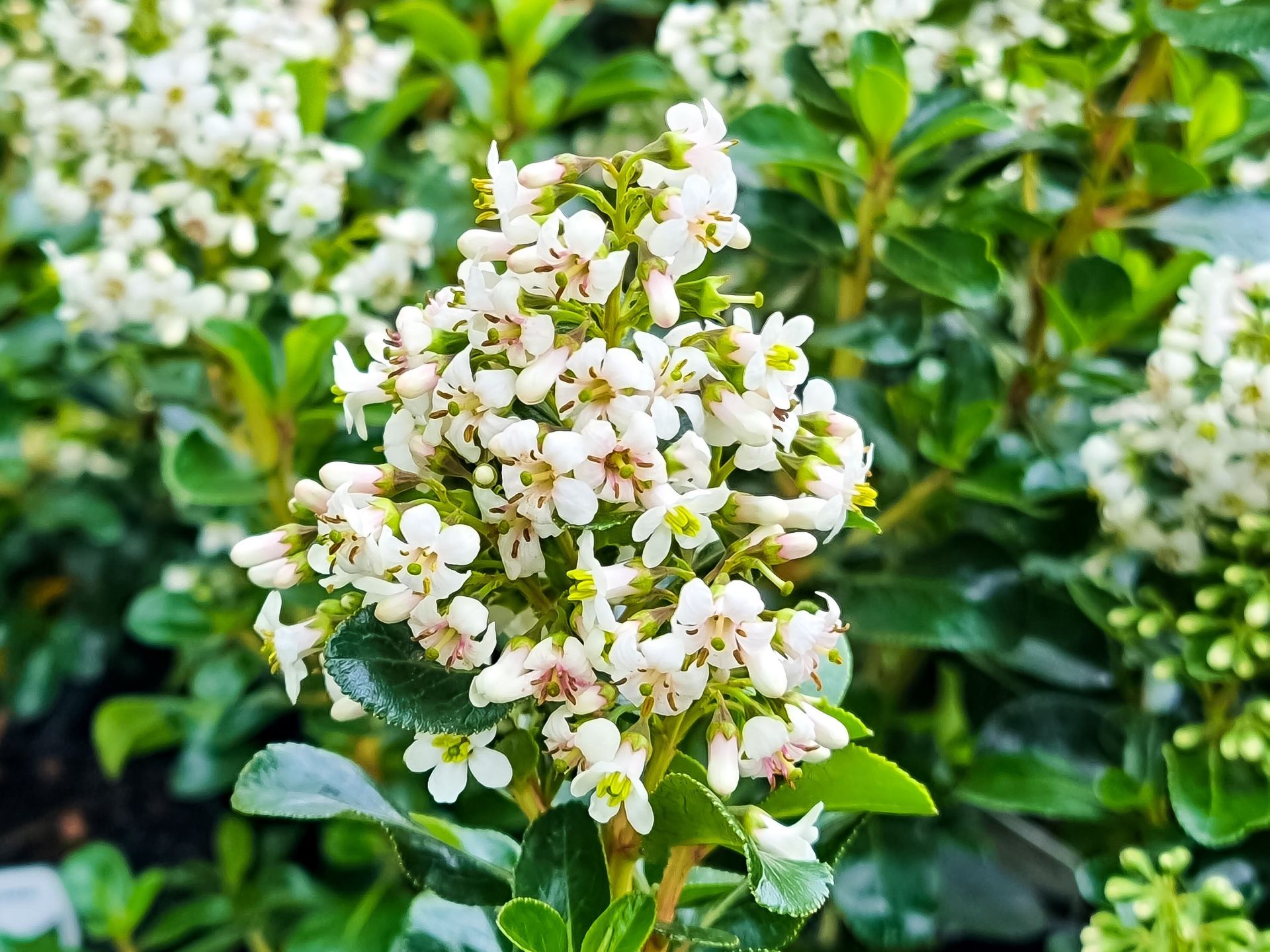 Escallonia White Plants For Spaces