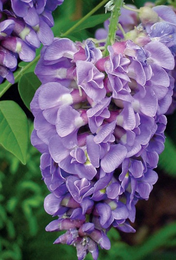 Wisteria Amethyst Falls