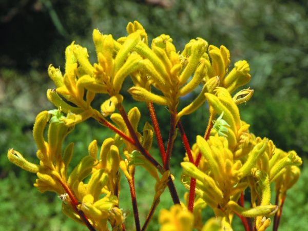 anigozanthos flavidus pulcheremis kangaroo paw yellow gem