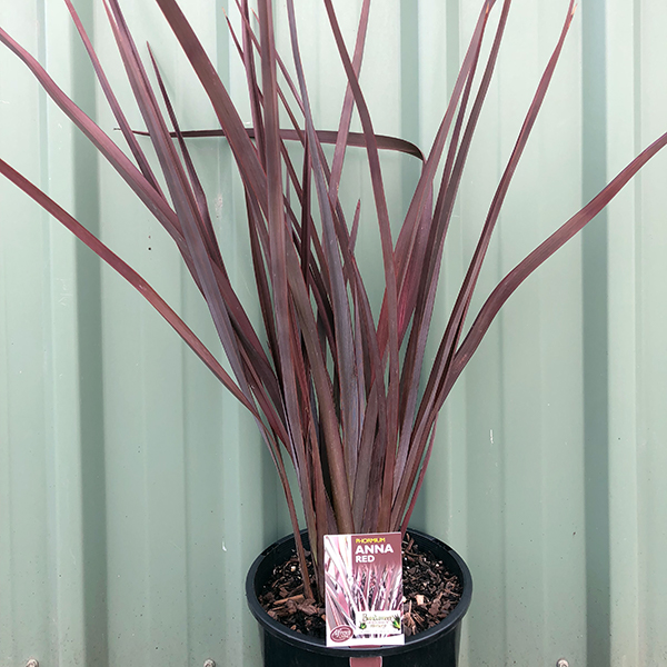 Phormium tenax Anna Red