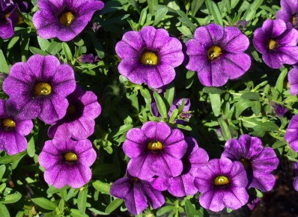 calibrochoa calipetite blue