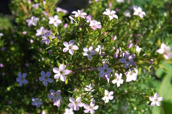 Diosma