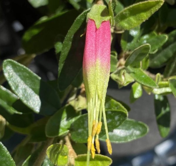 Correa decumbens