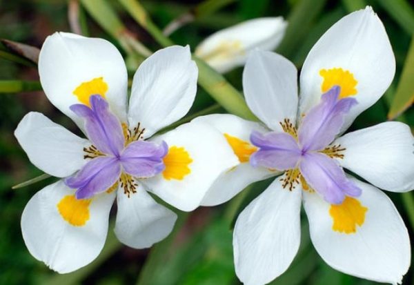 Dietes iriodes