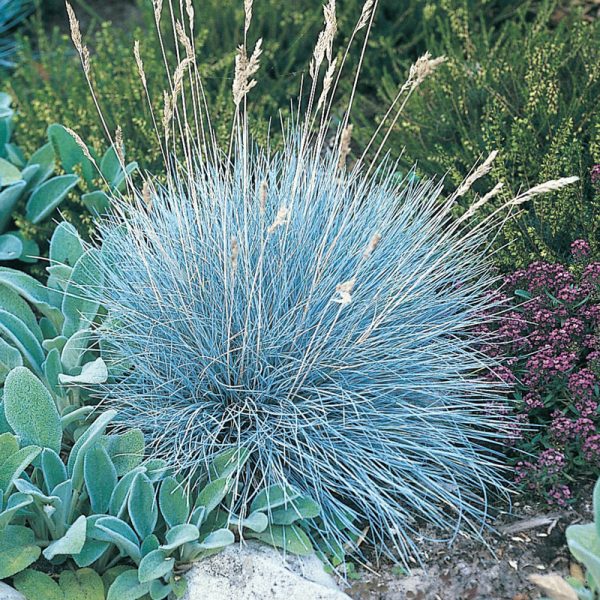 Blue Fescue Festuca glauca