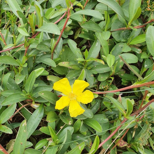 Hibertia scandens