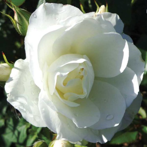 Iceberg Rose