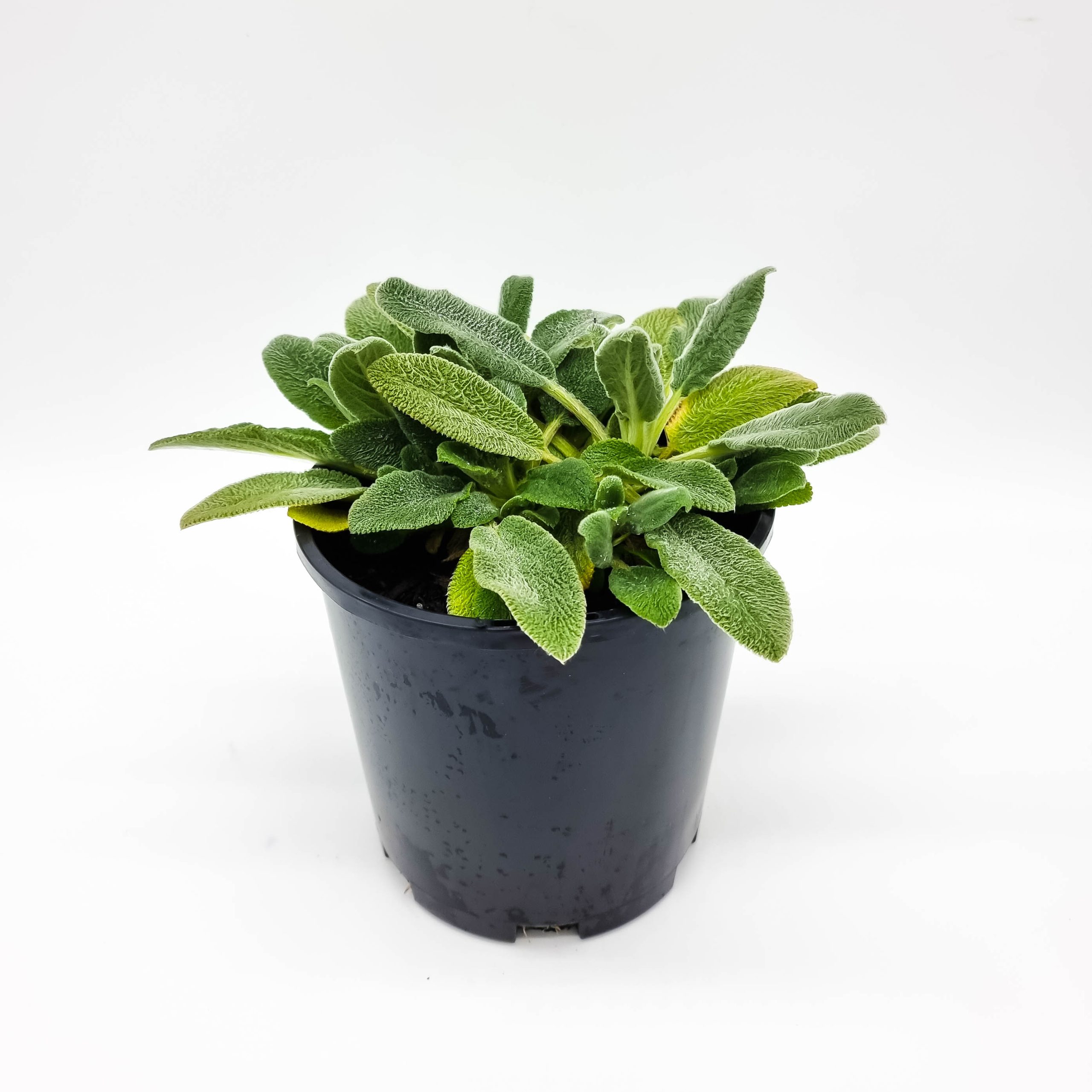 Lambs Ear Plants for Spaces