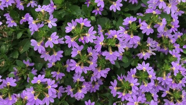 Scaevola Mauve Clusters