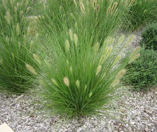 pennisetum alopecuroides Nafray