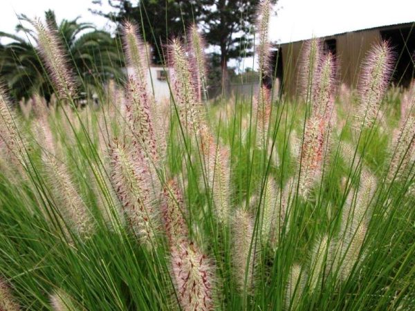 pennisetum alopecuroides nafray