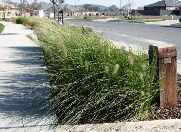 pennisetum alopecuroides nafray curbside