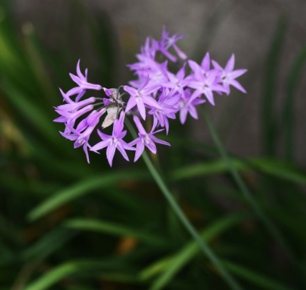 Tulbaghia violacea Society Garlic